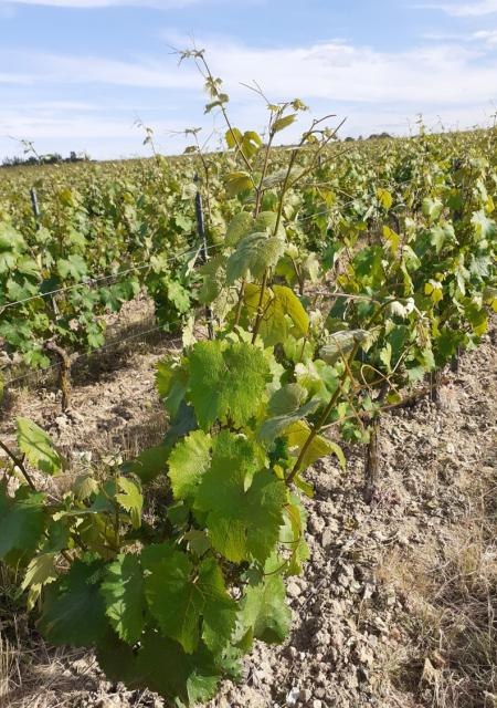 Colloque Vins, Territoires, Identités